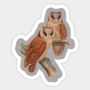 Pair of Owls Painting Sticker